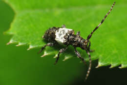 Image of Pogonocherus hispidulus (Piller & Mitterpacher 1783)