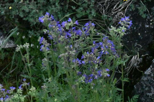 Слика од Polemonium occidentale subsp. occidentale