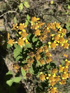 Image of Zaluzania montagnifolia (Sch. Bip.) Sch. Bip.