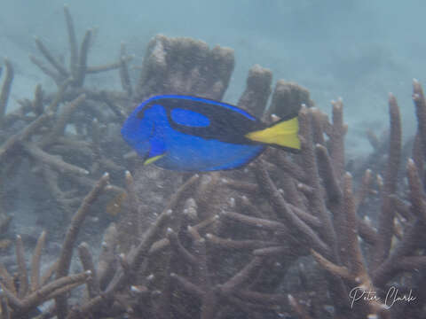 Image of Paracanthurus