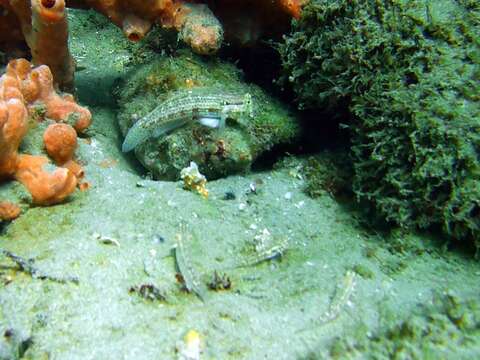 Image of Goldspot Goby