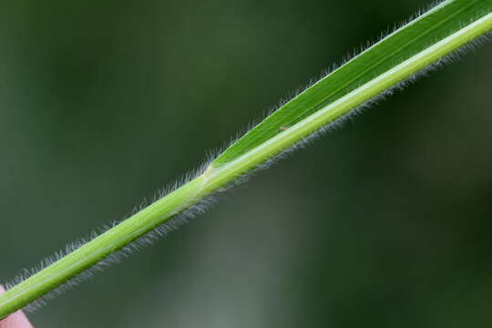 Imagem de Alloteropsis semialata (R. Br.) Hitchc.