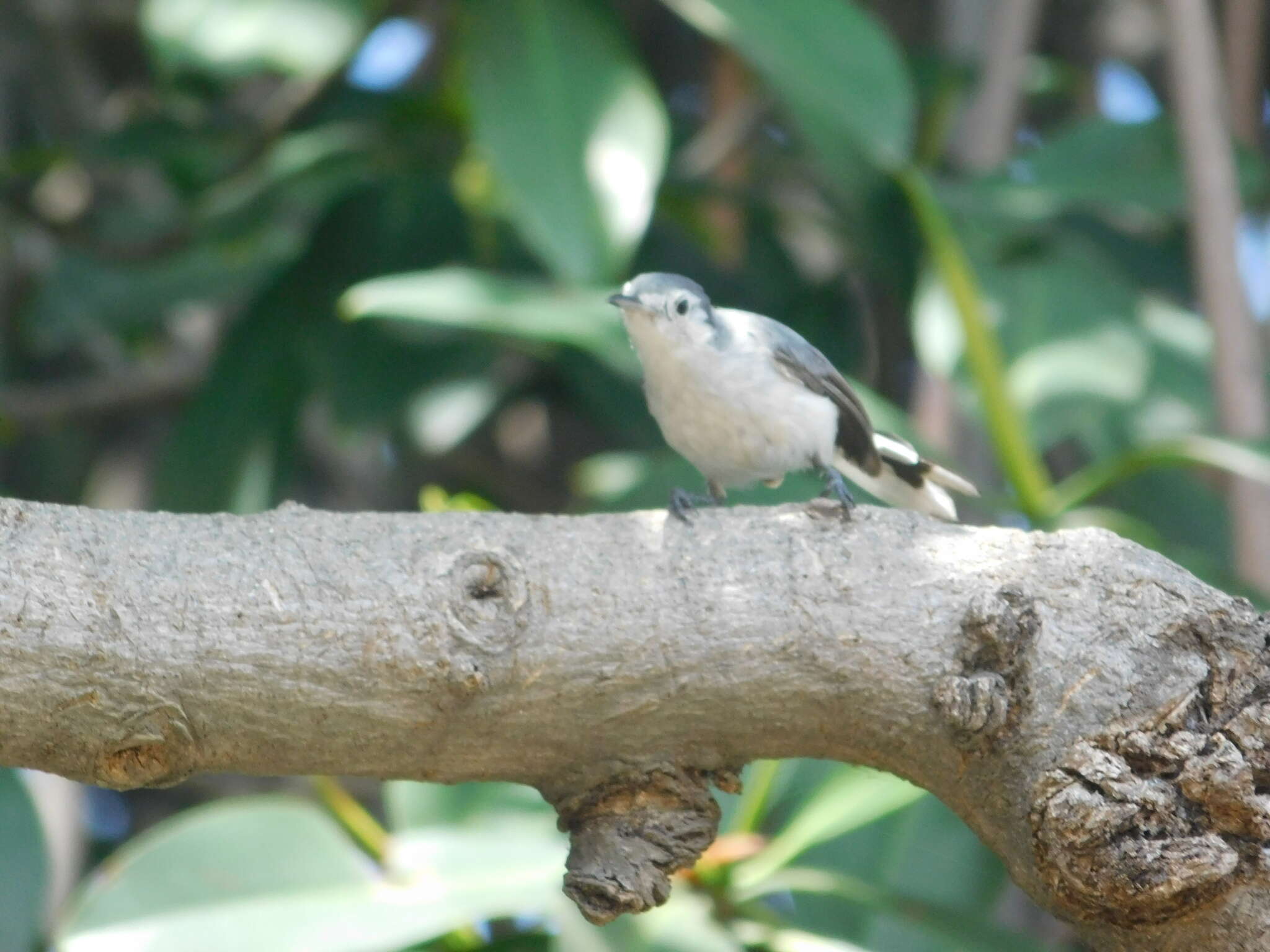 Image of White-browed Gnatcatcher