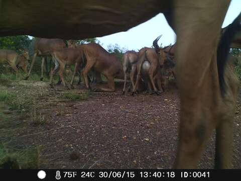 Image of Western Hartebeest