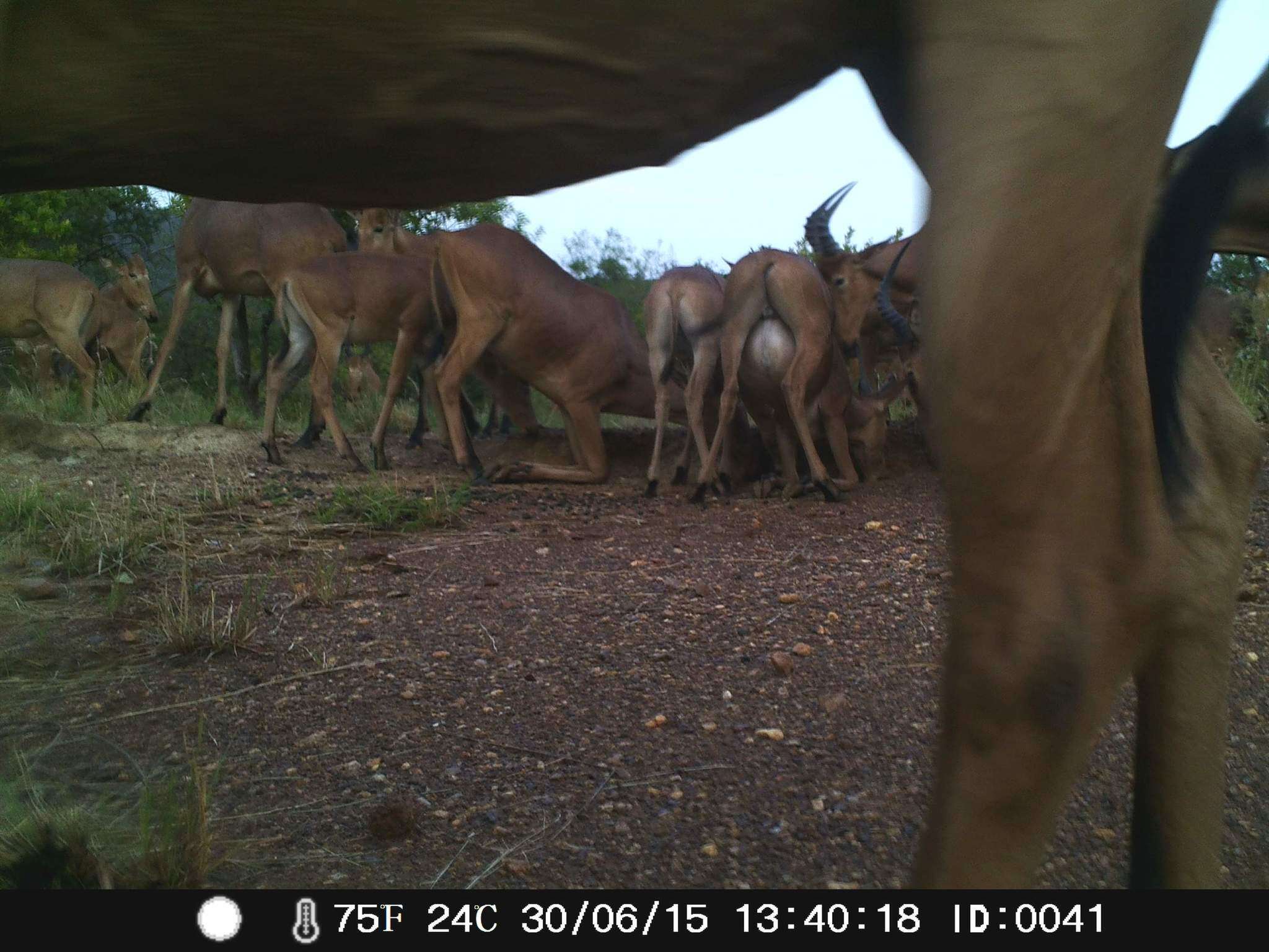 Image of Western Hartebeest