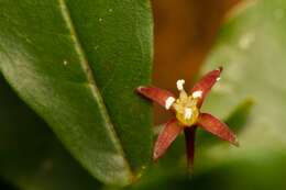 Image of Melicope glaberrima Guillaum.