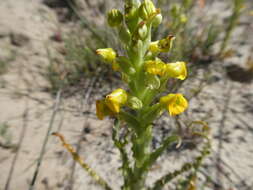 Image of Corycium crispum (Thunb.) Sw.