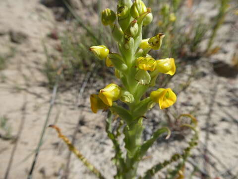 Image of Corycium crispum (Thunb.) Sw.