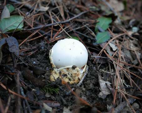 Image of Amanita proxima Dumée 1916