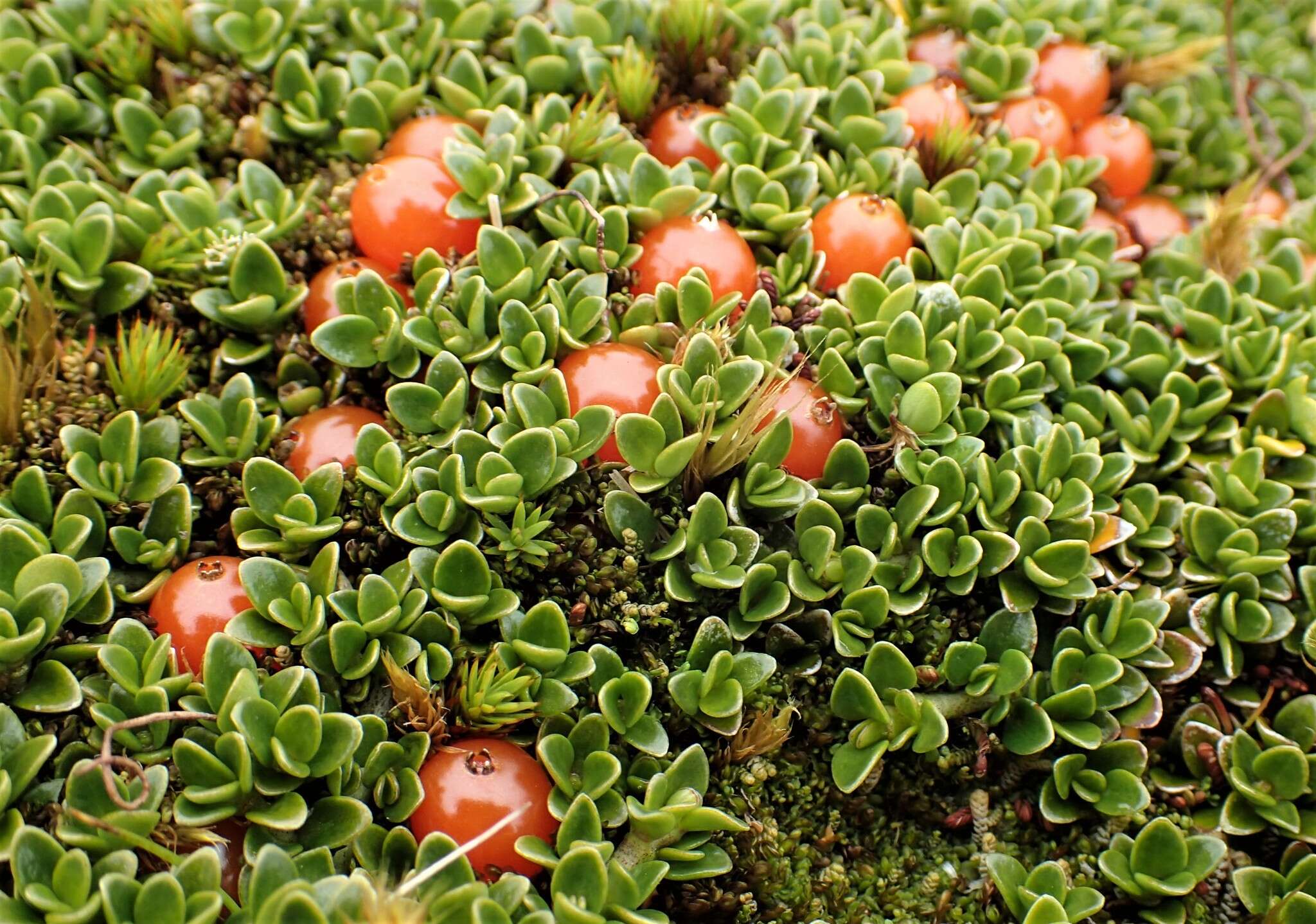 Image of Coprosma perpusilla subsp. subantarctica Orchard