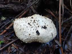 Image of Amanita effusa (Kalchbr.) D. A. Reid 1980