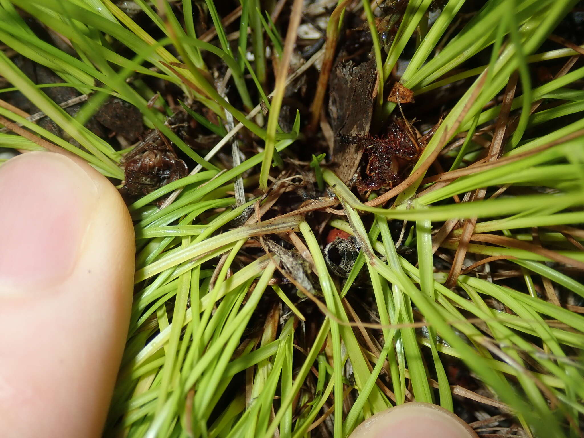 Cyperus gracilis R. Br.的圖片