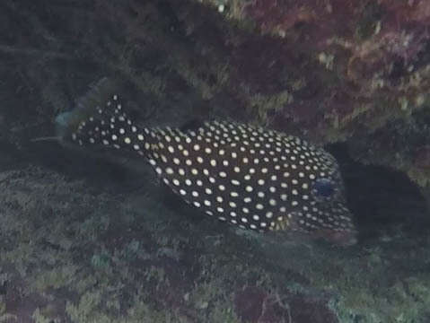 Image of Spotted boxfish