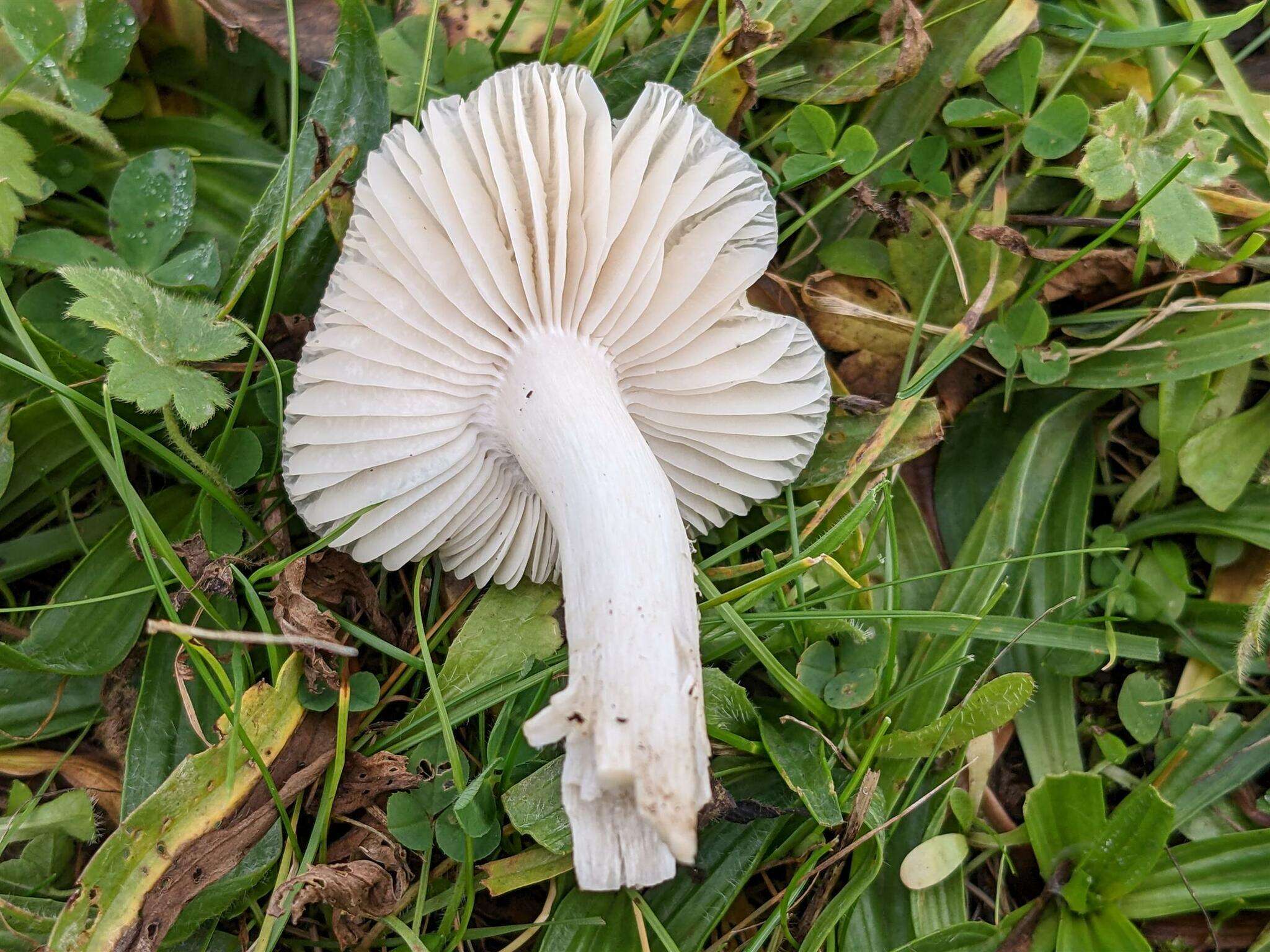 Image de Cuphophyllus fornicatus (Fr.) Lodge, Padamsee & Vizzini 2013