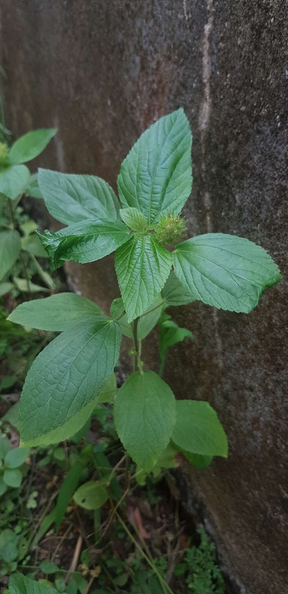 Image de Acalypha alopecuroidea Jacq.