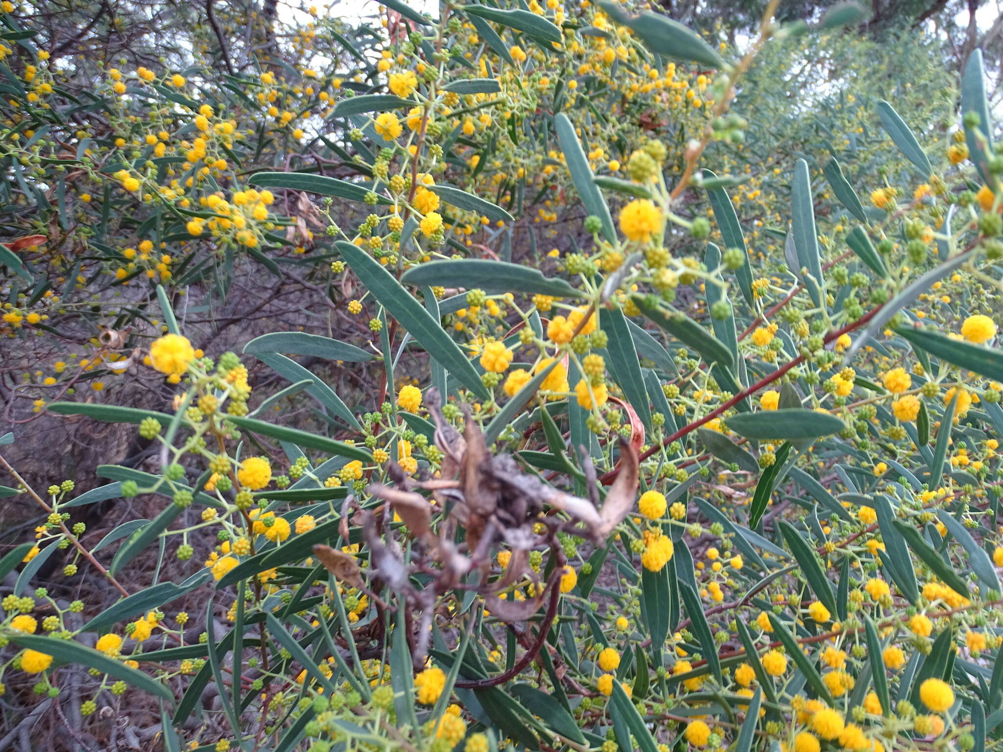 Image of acacia