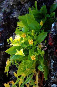 Слика од Musschia aurea (L. fil.) Dumort.