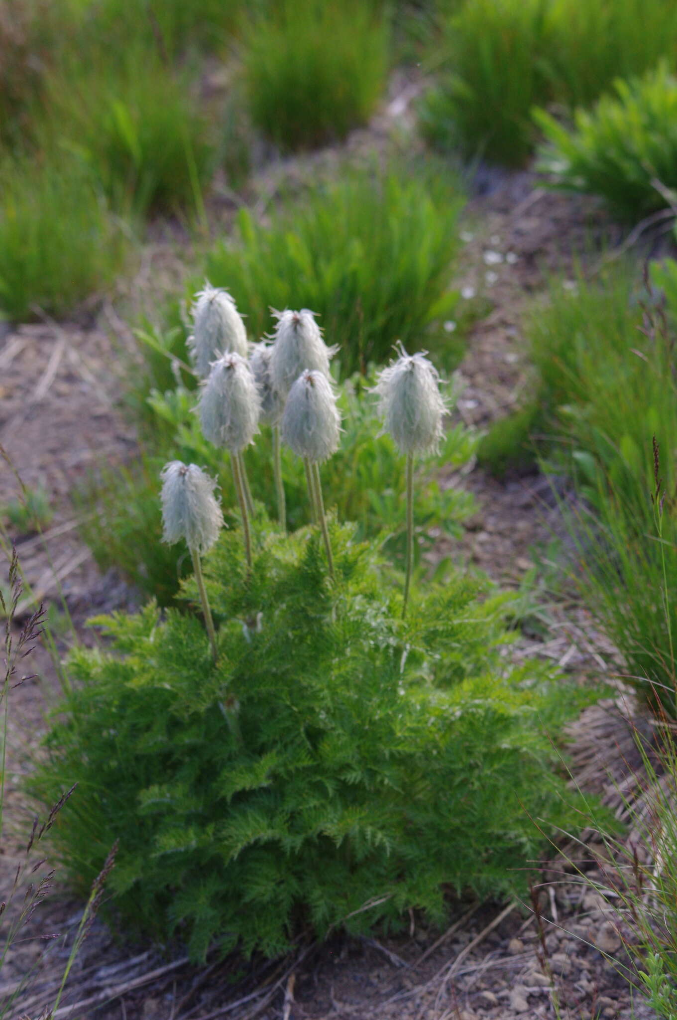 Image of white pasqueflower