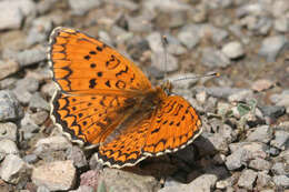 Image de Melitaea arduinna kocaki Wagener & Gross 1976