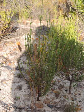 Image of Passerina corymbosa Eckl. ex C. H. Wright