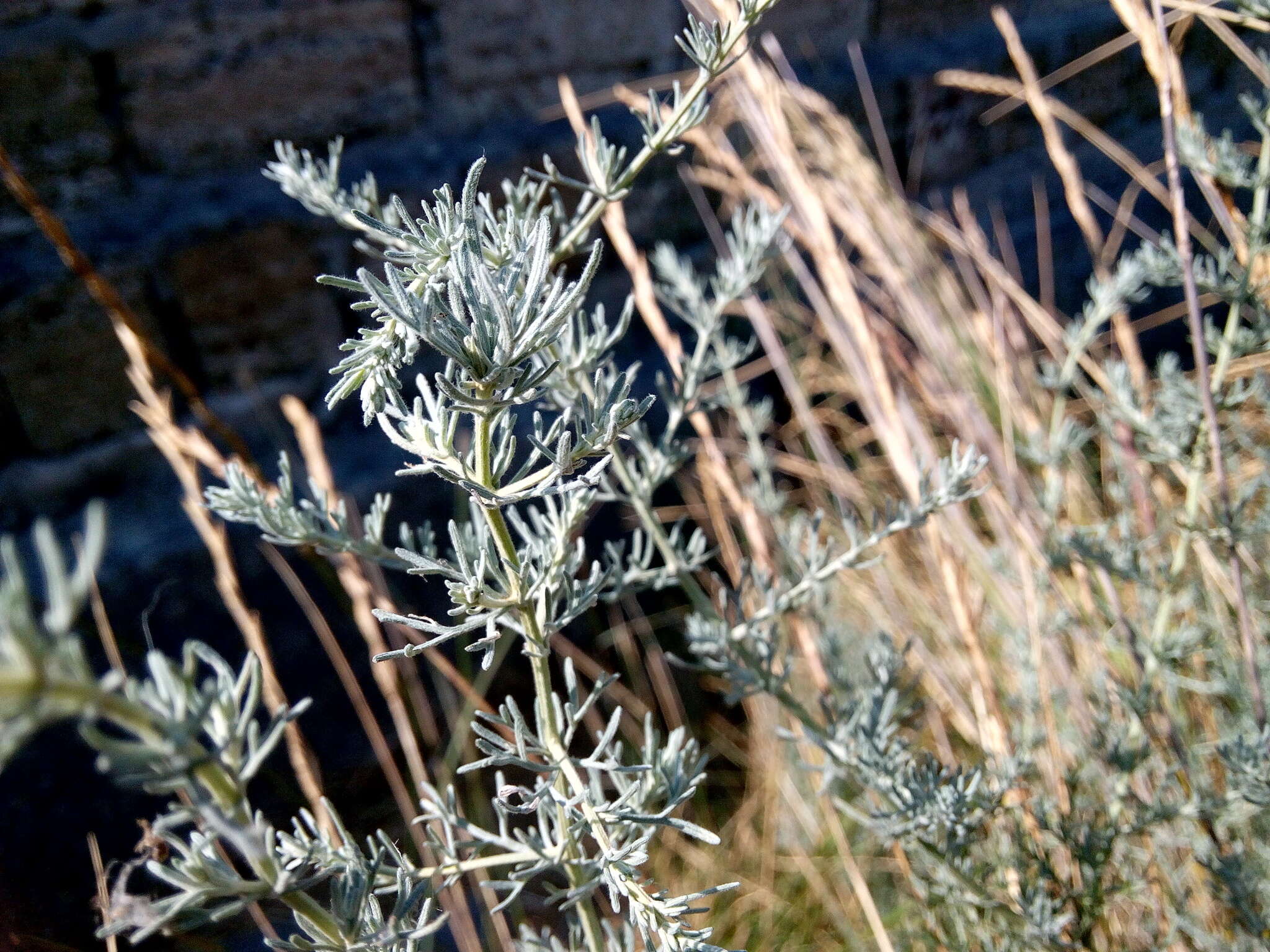 Image of field sagewort