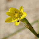 Image of Moraea flavescens (Goldblatt) Goldblatt