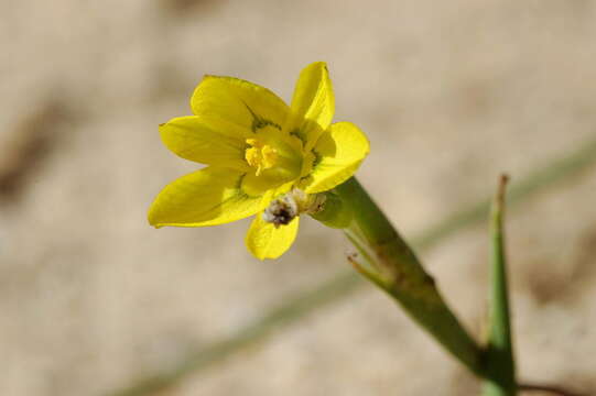 Image of Moraea flavescens (Goldblatt) Goldblatt