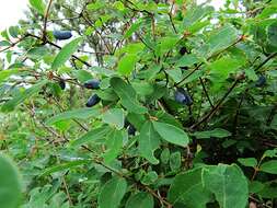 Imagem de Lonicera caerulea subsp. edulis (Turcz. ex Herder) Hultén