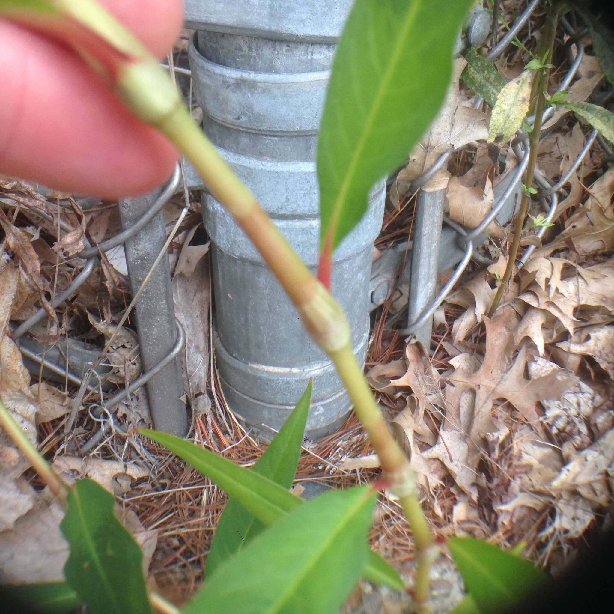 Image de Persicaria pensylvanica (L.) M. Gómez