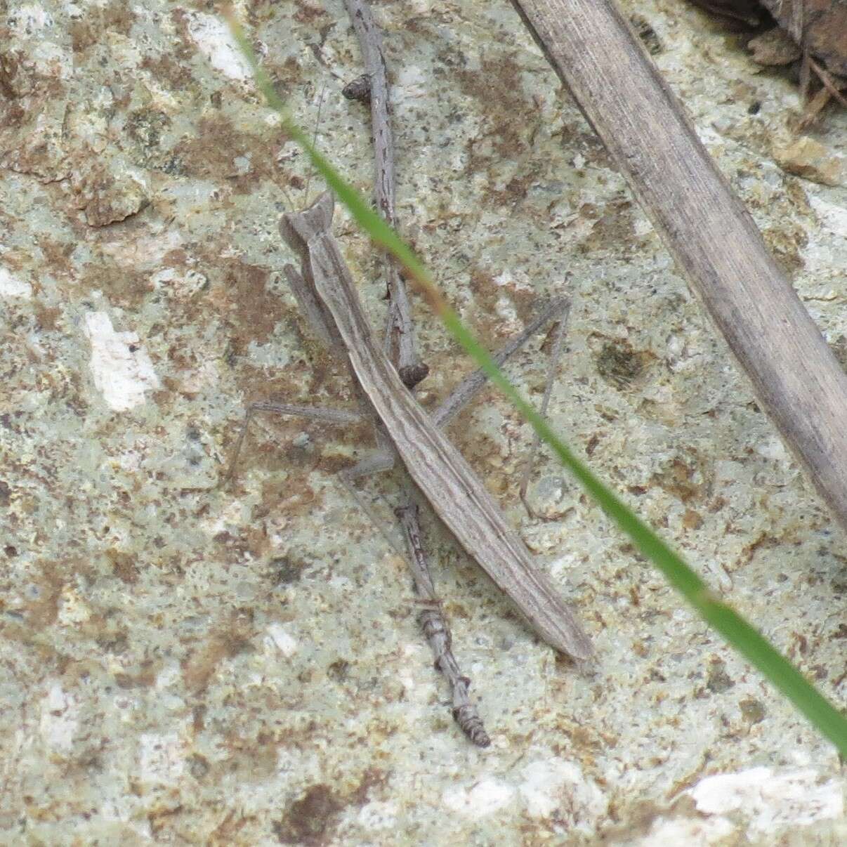 Слика од Yersiniops solitarius (Scudder 1896)