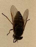 Image of dark giant horsefly