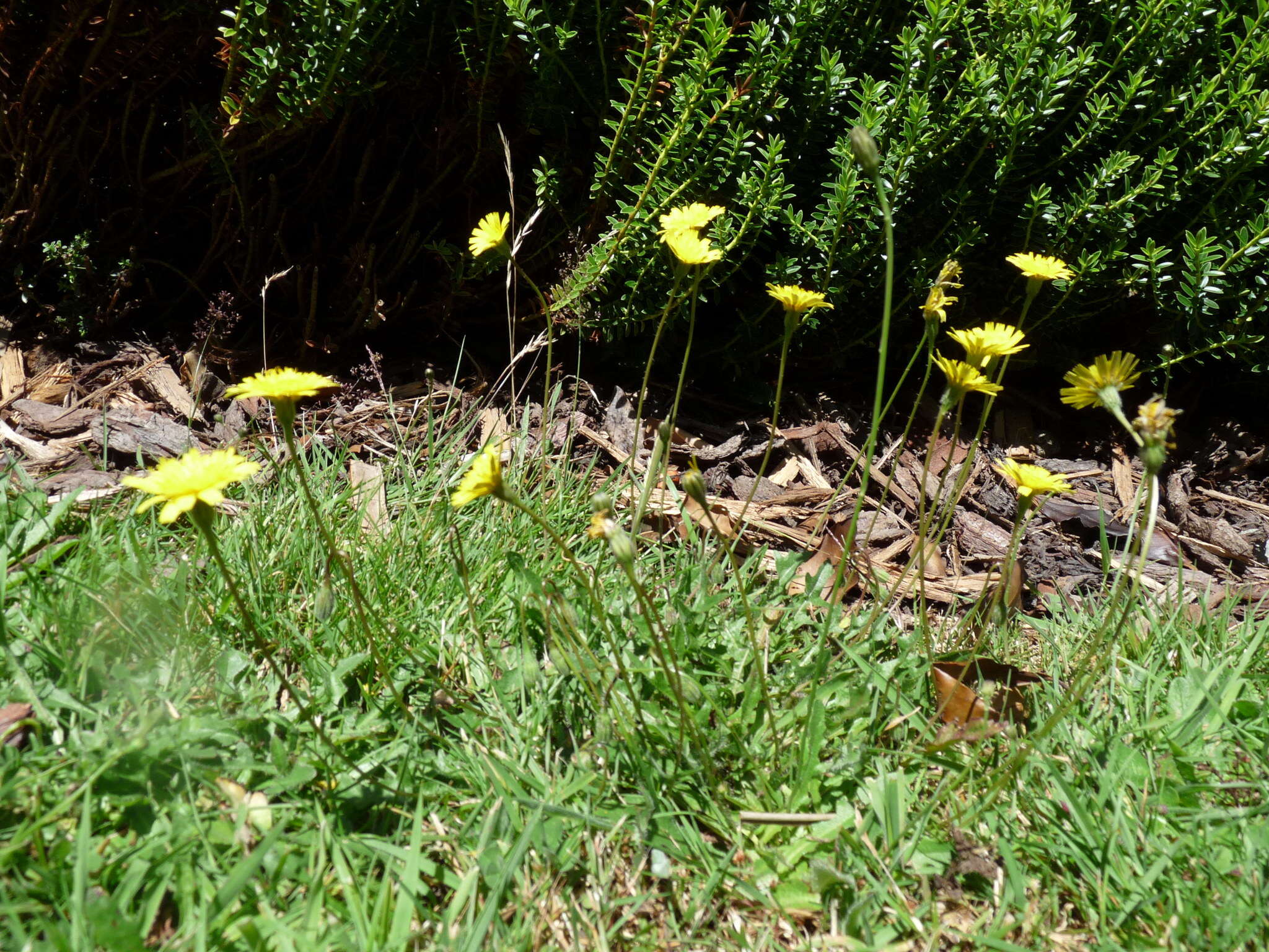 Image of lesser hawkbit