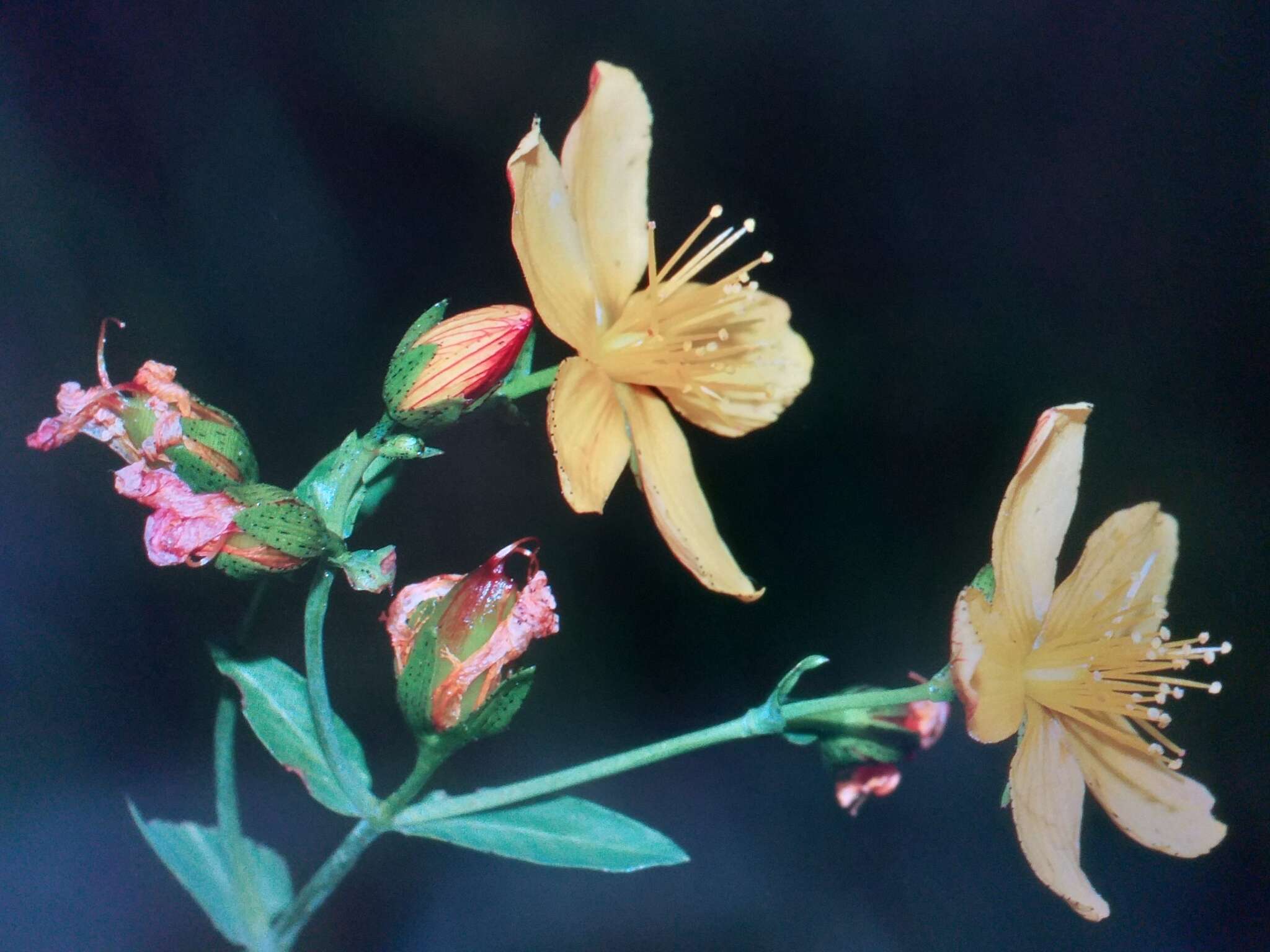 Слика од Hypericum australe Ten.