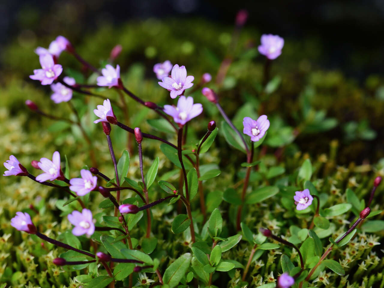 Image of pimpernel willowherb