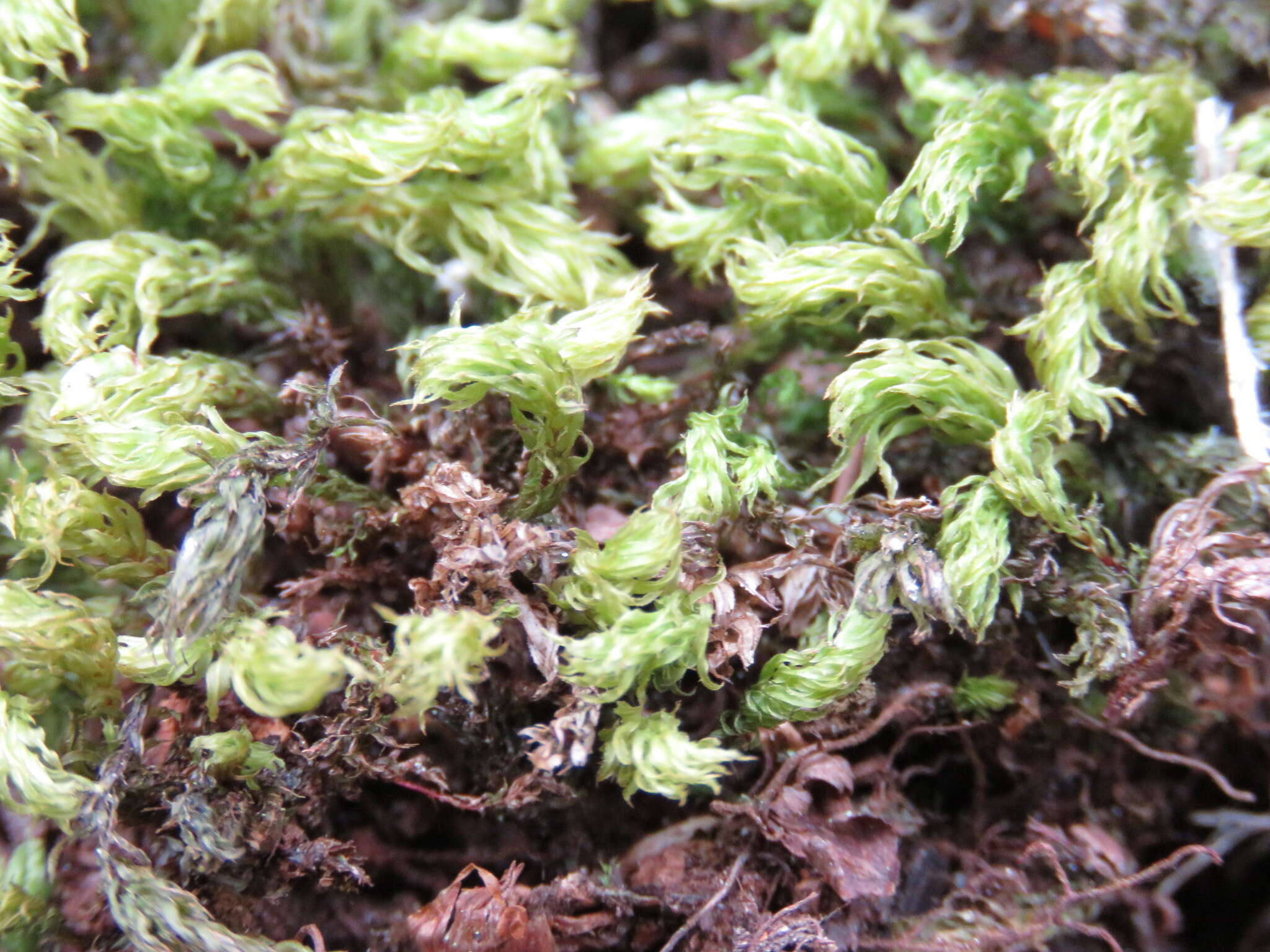 Image of horn calcareous moss