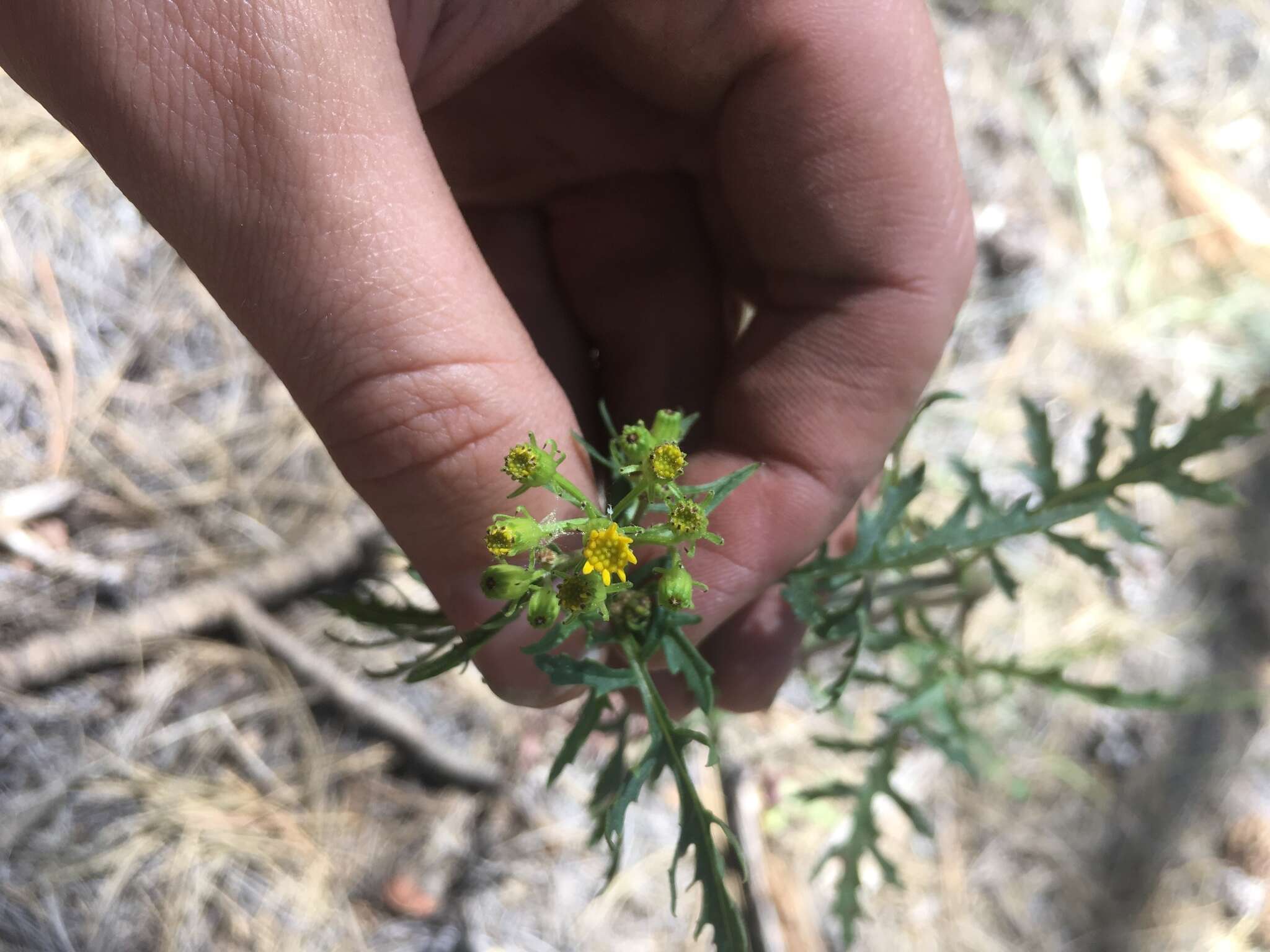 Image of Desert Ragwort