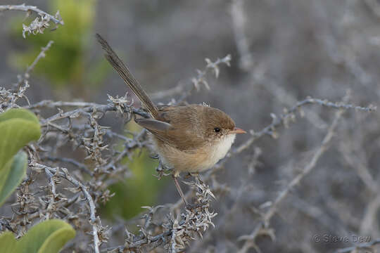 Image of White-winged Fairy-wren