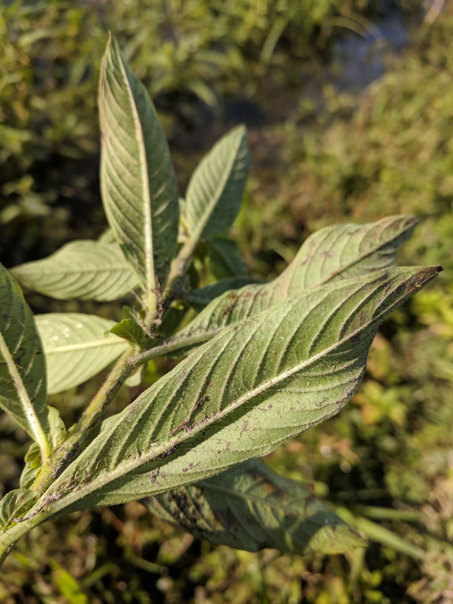 Image of Peruvian primrose-willow