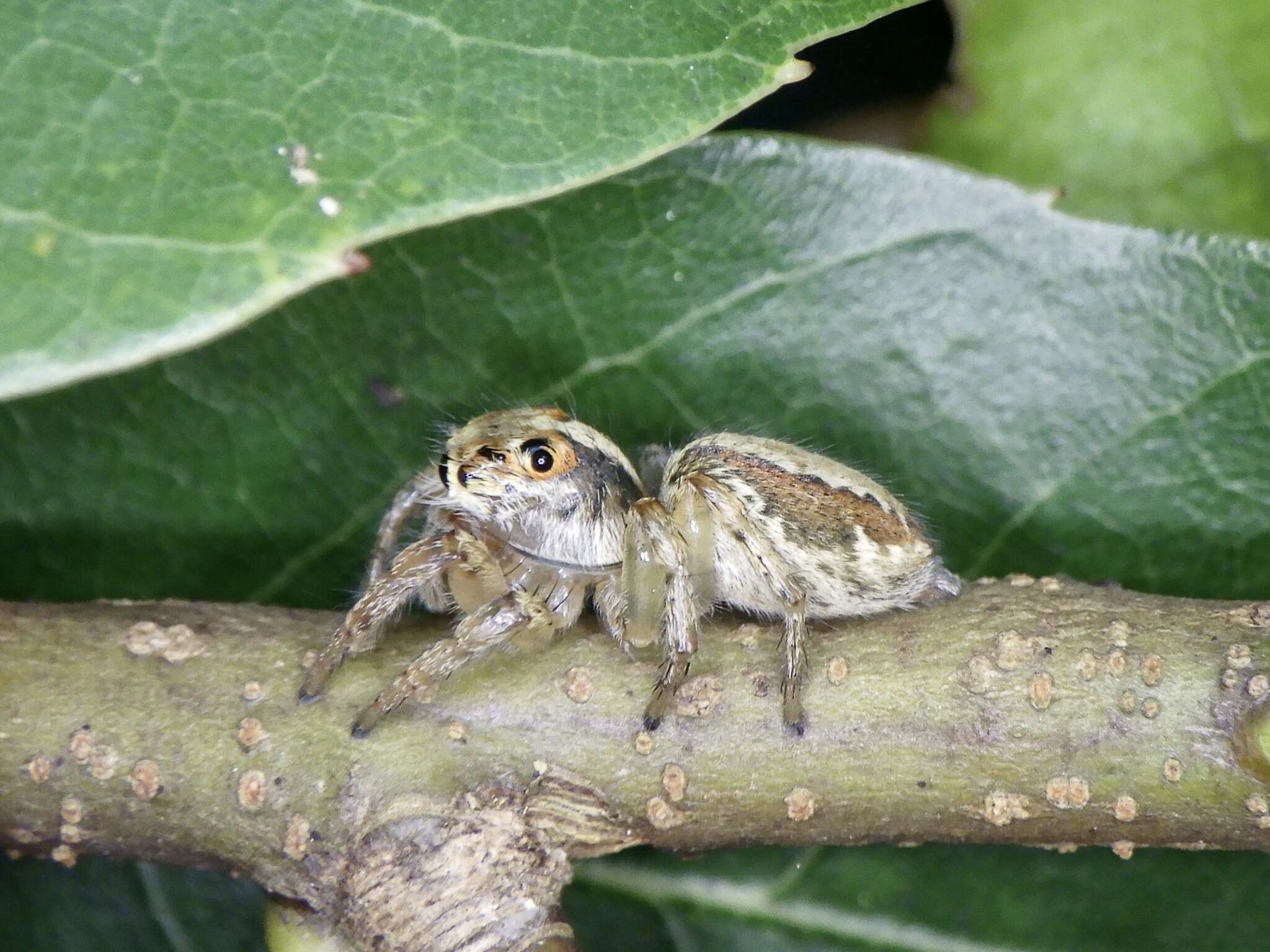 Image of Plexippoides doenitzi (Karsch 1879)