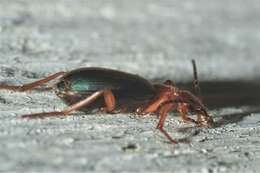 Imagem de Brachinus (Brachinus) crepitans (Linnaeus 1758)