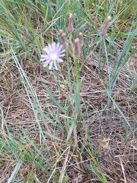 صورة Lactuca pulchella (Pursh) DC.