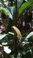 Image of Dypsis hildebrandtii (Baill.) Becc.