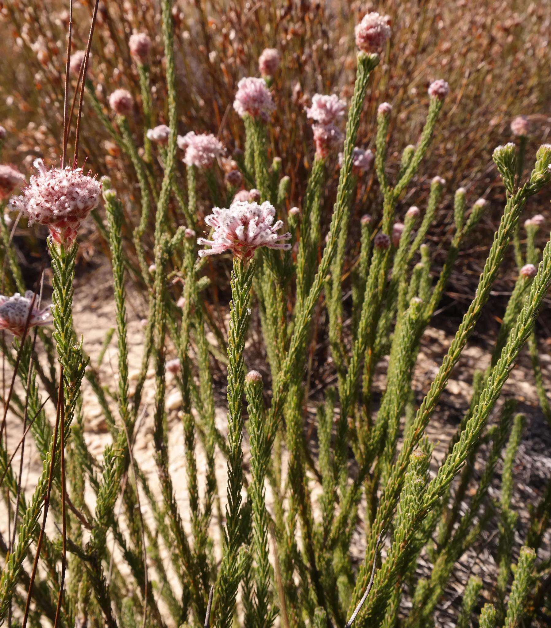 Image of Sorocephalus lanatus (Thunb.) R. Br.