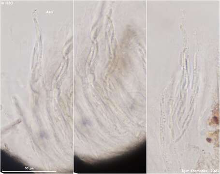 Image of Cercophora silvatica N. Lundq. 1972