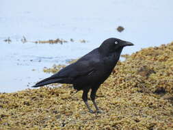 Image of Little Raven