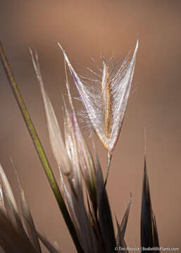 Image of Webber needlegrass