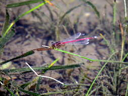 Image of Oxyagrion rubidum (Rambur 1842)