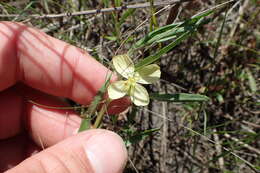 Oenothera spachiana Torr. & Gray resmi