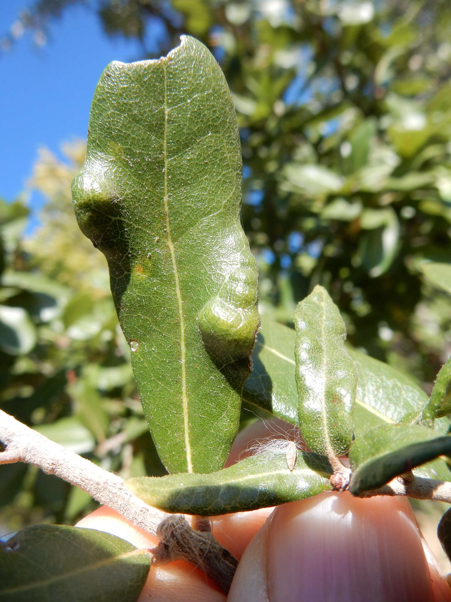 Image of <i>Aceria quercina</i>