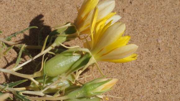 Image of Adonis blazingstar